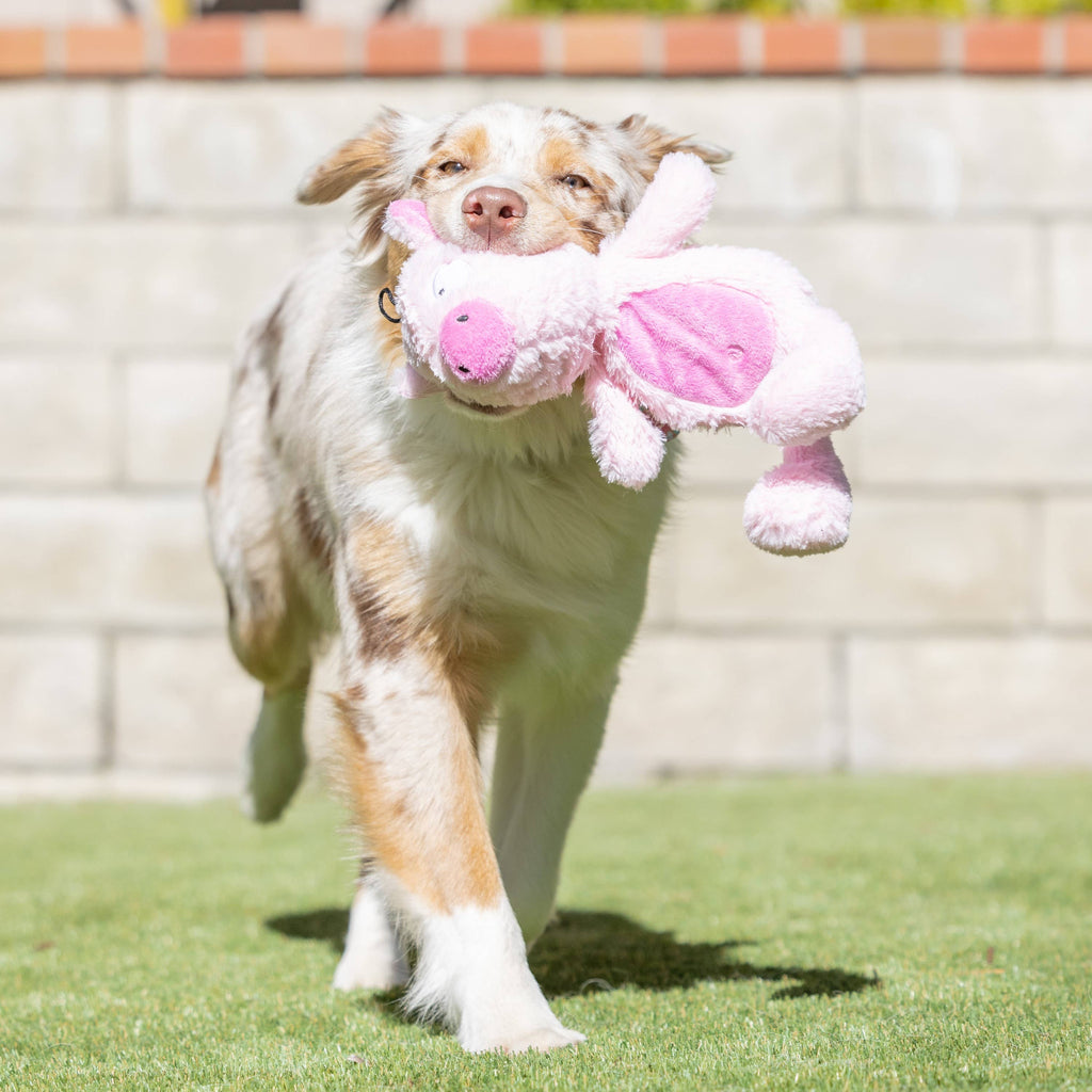 Piggie Smalls For Dogs: Small Huxley & Kent 