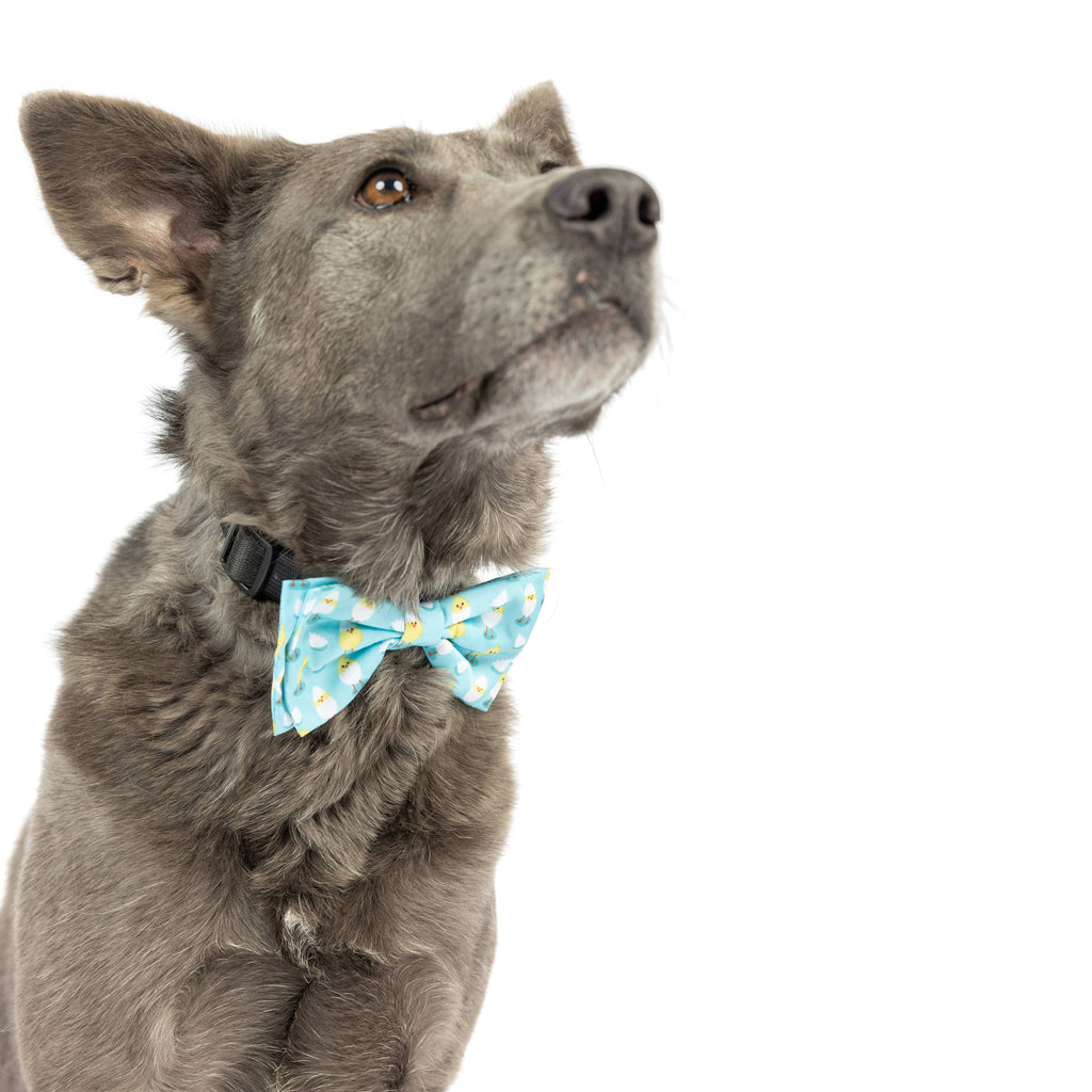 Huxley & Kent | Bow Tie Blue: Large Toy Huxley & Kent 