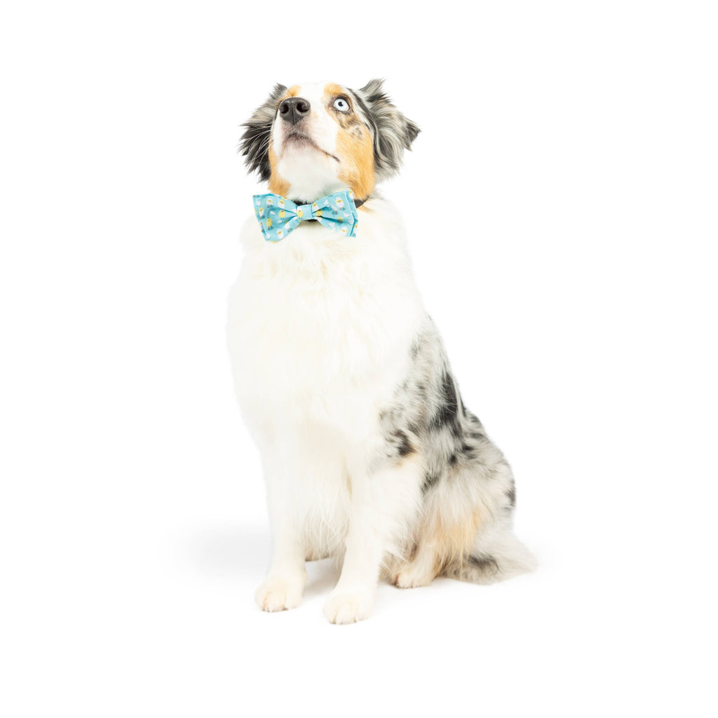Huxley & Kent | Bow Tie Blue: Large Toy Huxley & Kent 