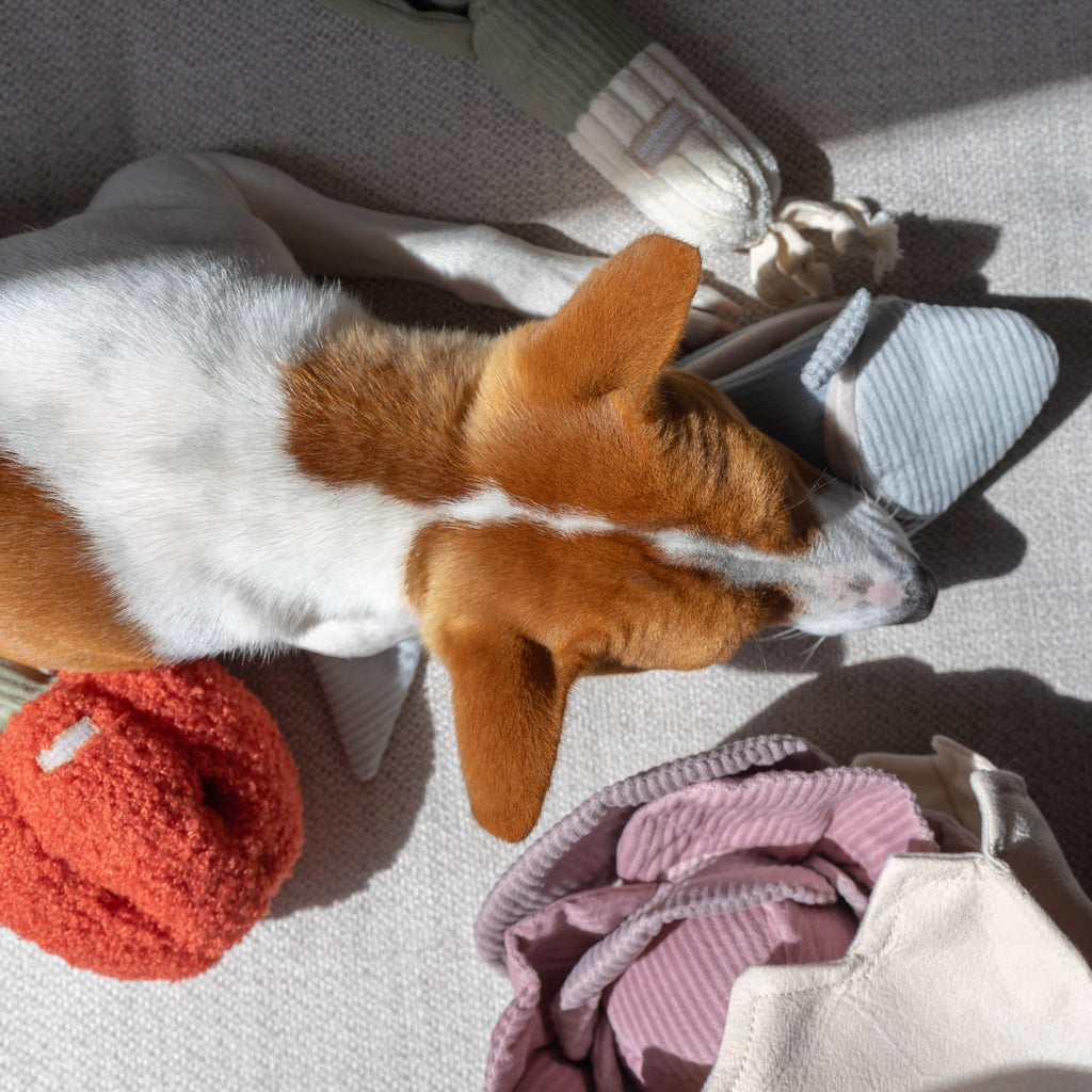 PEPPER | Lambwolf Collective Dog Toys Lambwolf Collective 