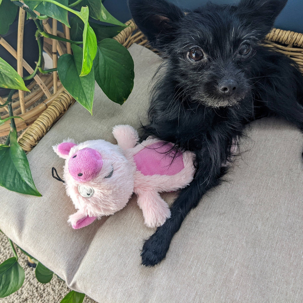 Piggie Smalls For Dogs: Small Huxley & Kent 