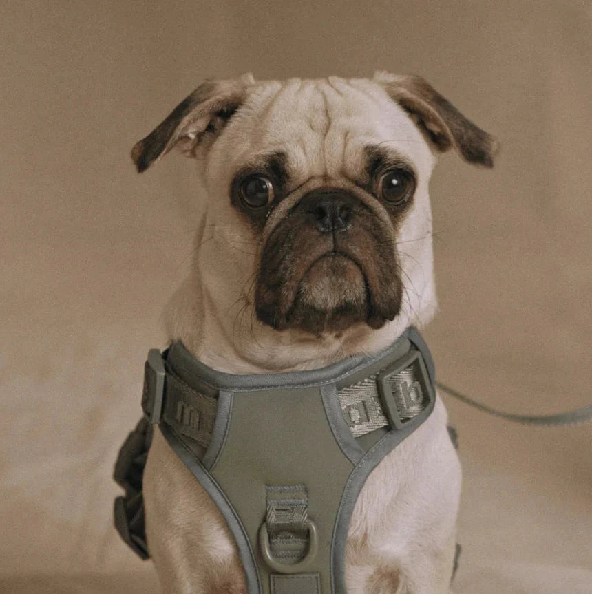 Easy Fit Harness | Maxbone maxbone 