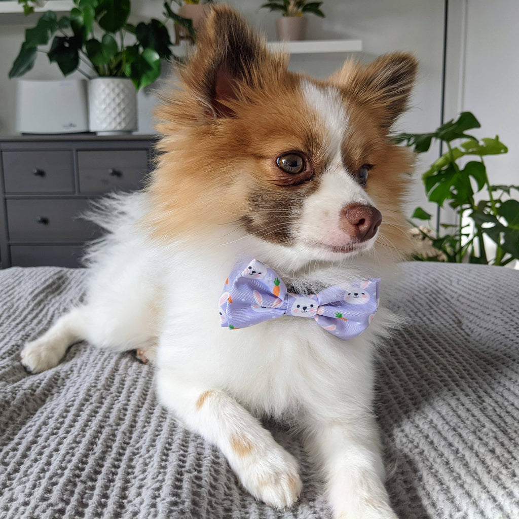 Huxley & Kent | Funny Bunny Bow Tie: Small Toy Huxley & Kent 