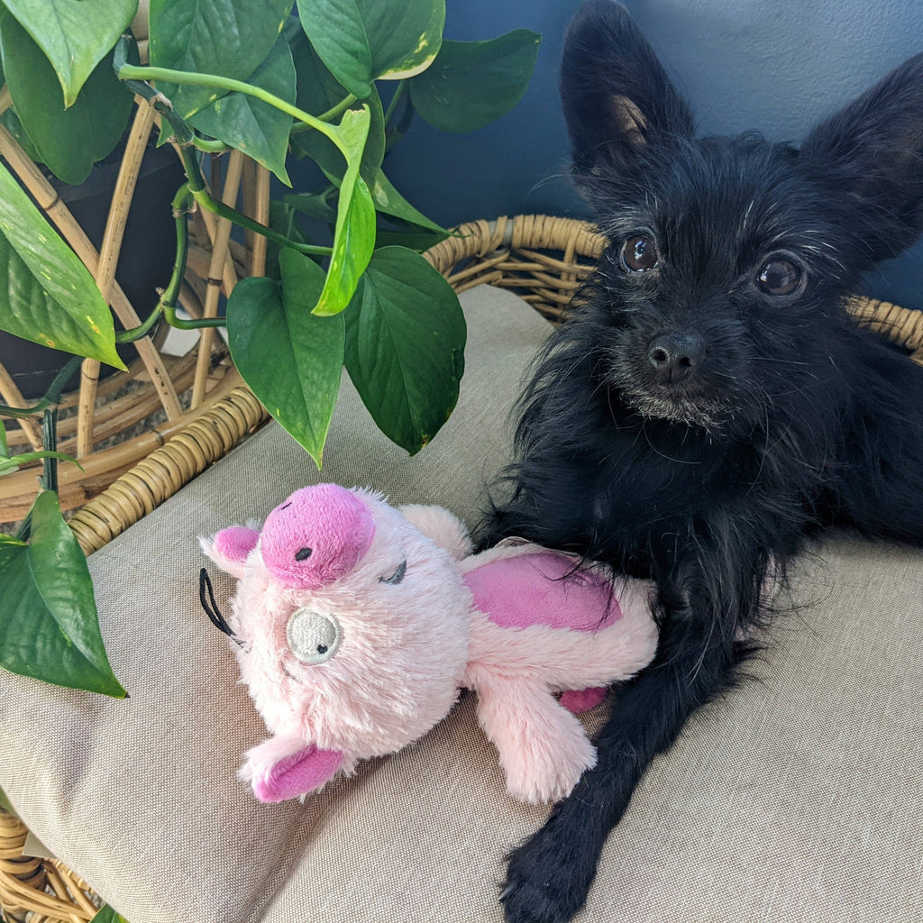 Piggie Smalls For Dogs: Small Huxley & Kent 