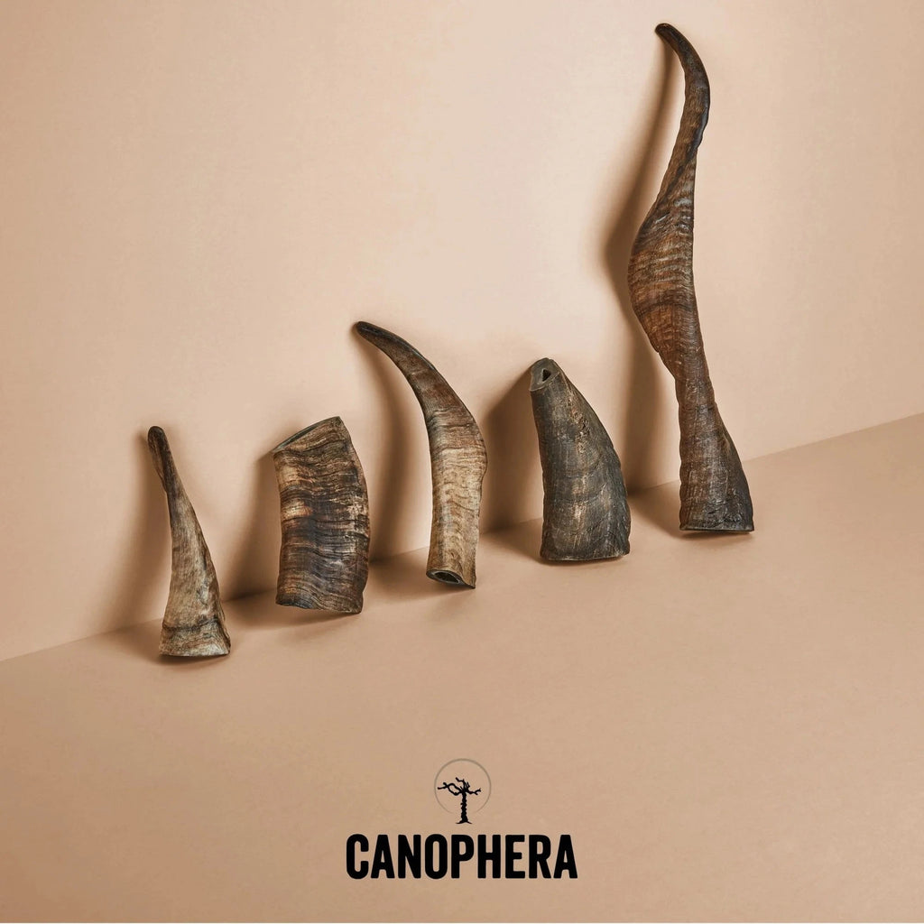 CANOPHERA CHEWS Treat Château Le Woof Sheep horn One Size 